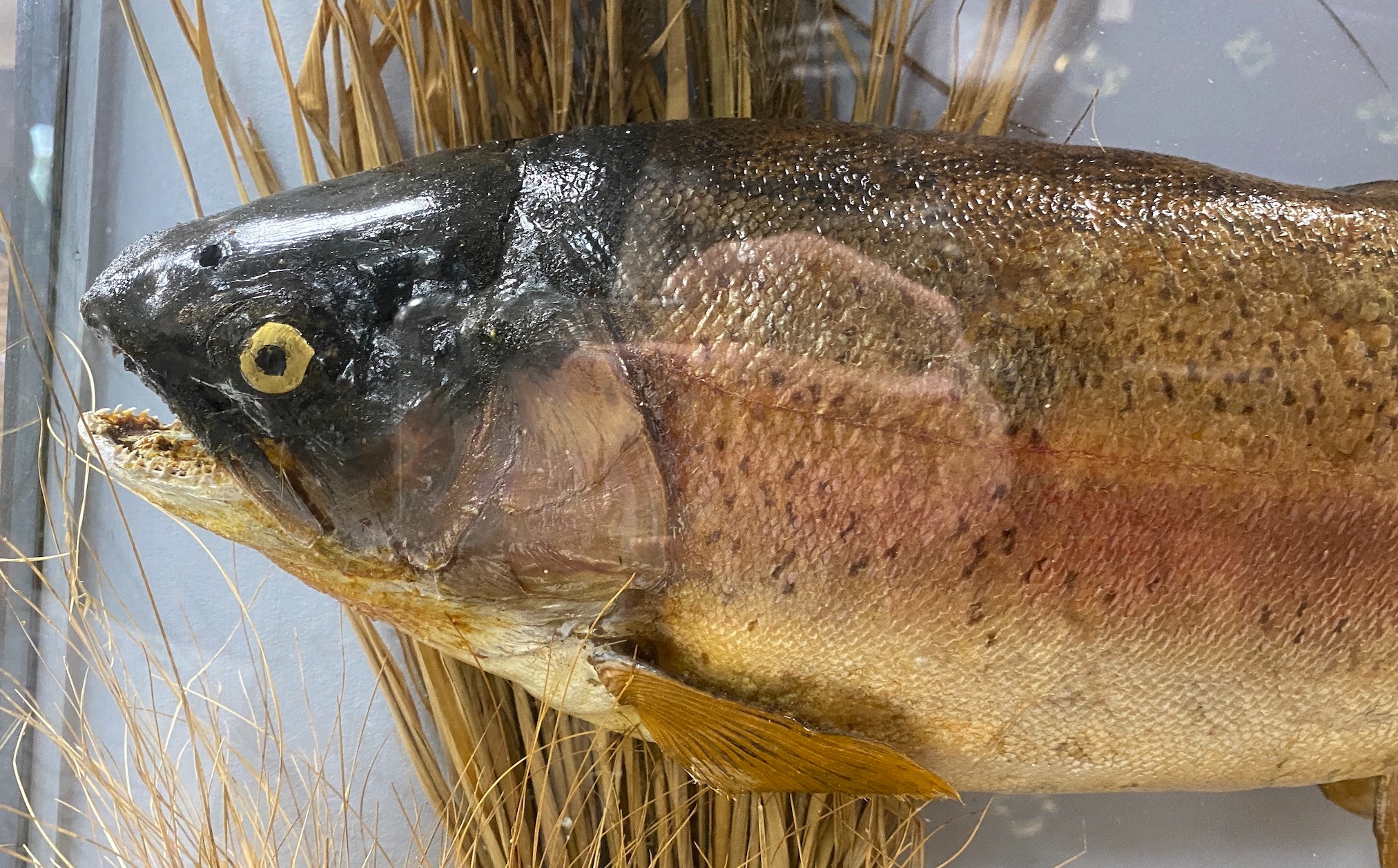 A cased taxidermic trout in glazed case, label reads ‘TROUT 9lbs 4oz. Bala Lake Oct 12th 1941’ case 69cm long, height 46cm